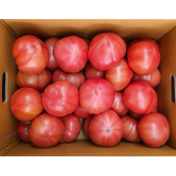 완숙토마토 5kg 중크기 토마도