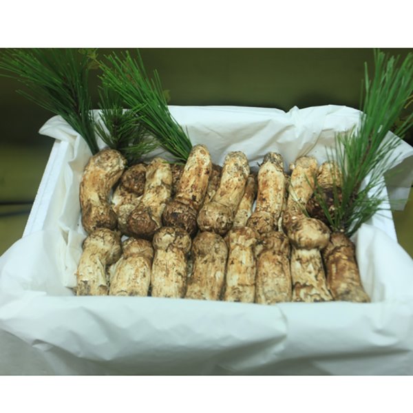 자연산 송이버섯 3등급500g 중국산 냉동송이버섯
