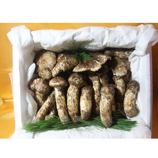자연산 송이버섯 등외품1kg 중국산 냉동송이버섯