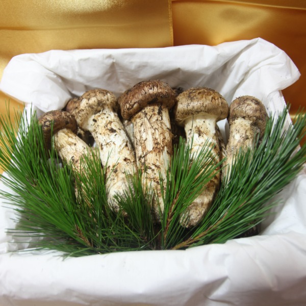 자연산 냉동송이 버섯 특등급1kg 국내산송이